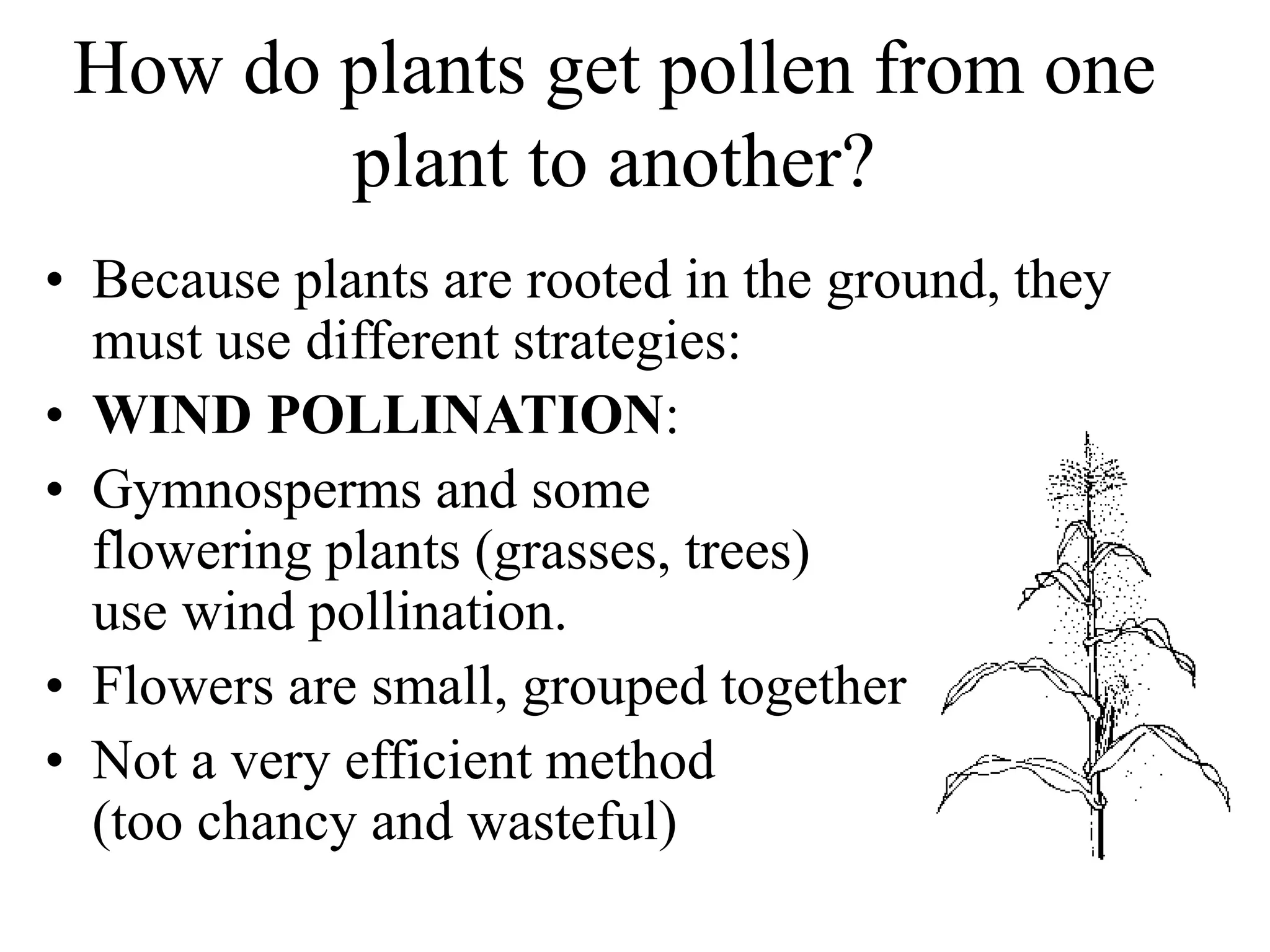 How do plants get pollen from one
plant to another?
• Because plants are rooted in the ground, they
must use different strategies:
• WIND POLLINATION:
• Gymnosperms and some
flowering plants (grasses, trees)
use wind pollination.
• Flowers are small, grouped together
• Not a very efficient method
(too chancy and wasteful)
 