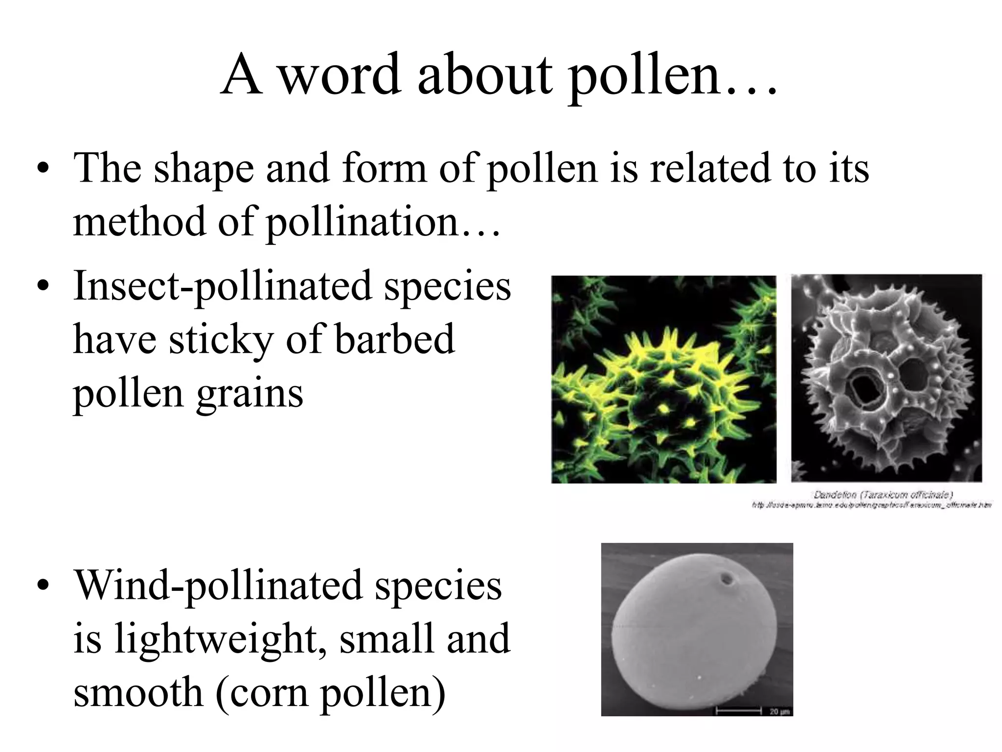 A word about pollen…
• The shape and form of pollen is related to its
method of pollination…
• Insect-pollinated species
have sticky of barbed
pollen grains
• Wind-pollinated species
is lightweight, small and
smooth (corn pollen)
 