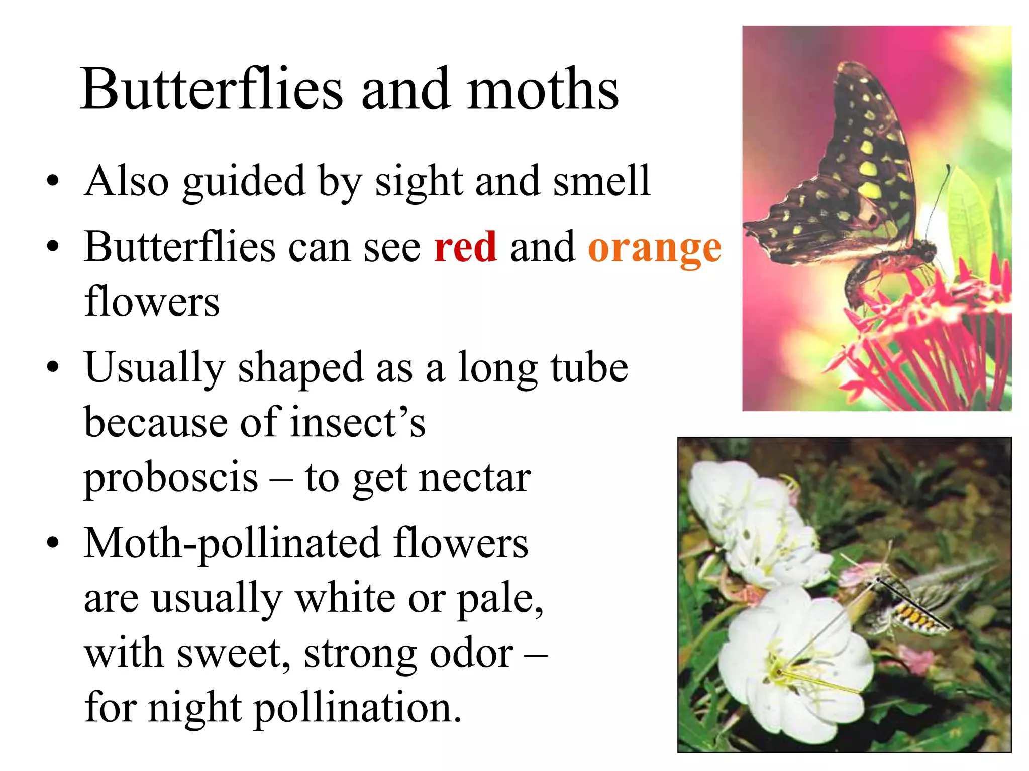 Butterflies and moths
• Also guided by sight and smell
• Butterflies can see red and orange
flowers
• Usually shaped as a long tube
because of insect’s
proboscis – to get nectar
• Moth-pollinated flowers
are usually white or pale,
with sweet, strong odor –
for night pollination.
 