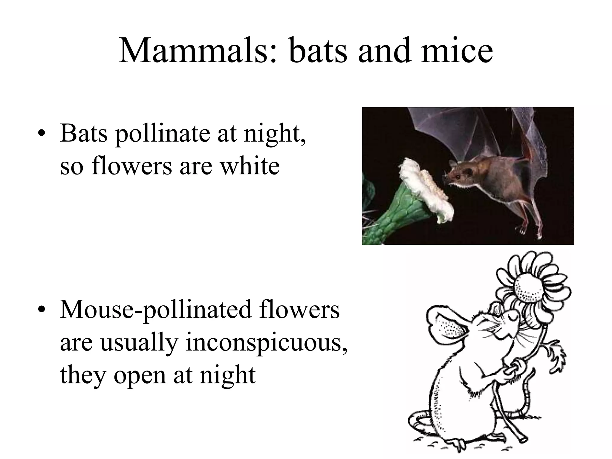 Mammals: bats and mice
• Bats pollinate at night,
so flowers are white
• Mouse-pollinated flowers
are usually inconspicuous,
they open at night
 