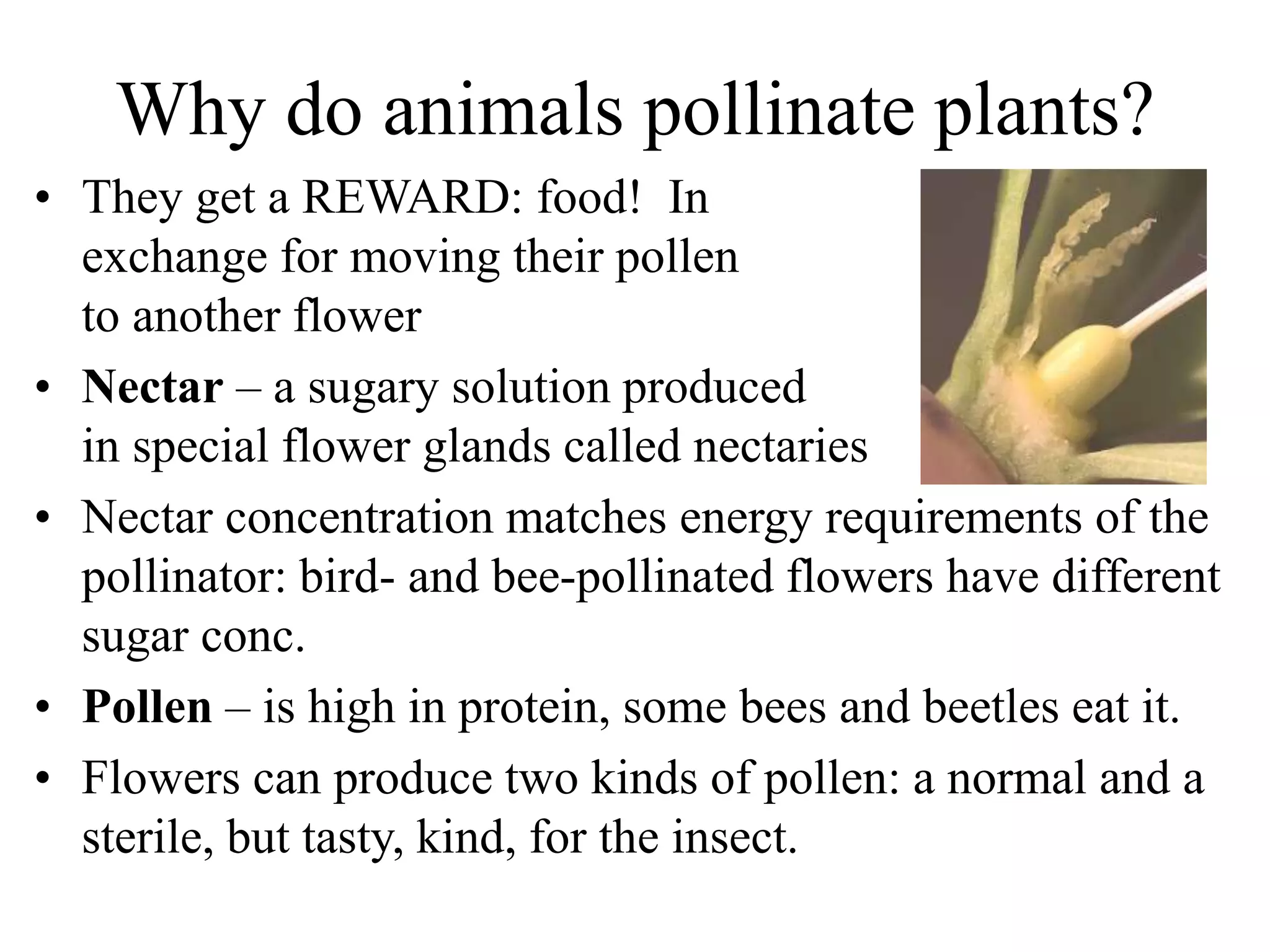 Why do animals pollinate plants?
• They get a REWARD: food! In
exchange for moving their pollen
to another flower
• Nectar – a sugary solution produced
in special flower glands called nectaries
• Nectar concentration matches energy requirements of the
pollinator: bird- and bee-pollinated flowers have different
sugar conc.
• Pollen – is high in protein, some bees and beetles eat it.
• Flowers can produce two kinds of pollen: a normal and a
sterile, but tasty, kind, for the insect.
 