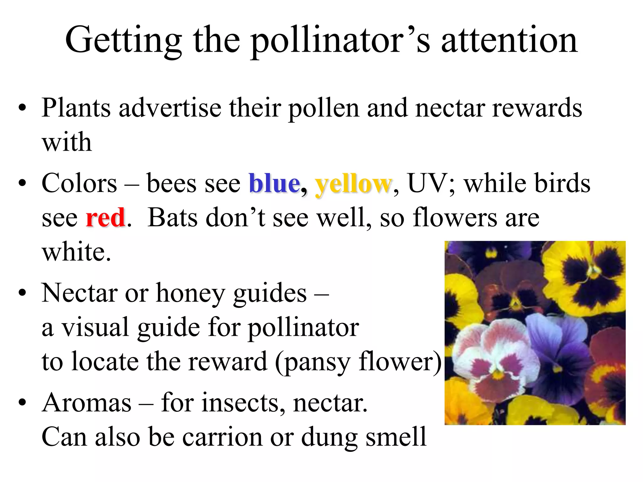Getting the pollinator’s attention
• Plants advertise their pollen and nectar rewards
with
• Colors – bees see blue, yellow, UV; while birds
see red. Bats don’t see well, so flowers are
white.
• Nectar or honey guides –
a visual guide for pollinator
to locate the reward (pansy flower)
• Aromas – for insects, nectar.
Can also be carrion or dung smell
 