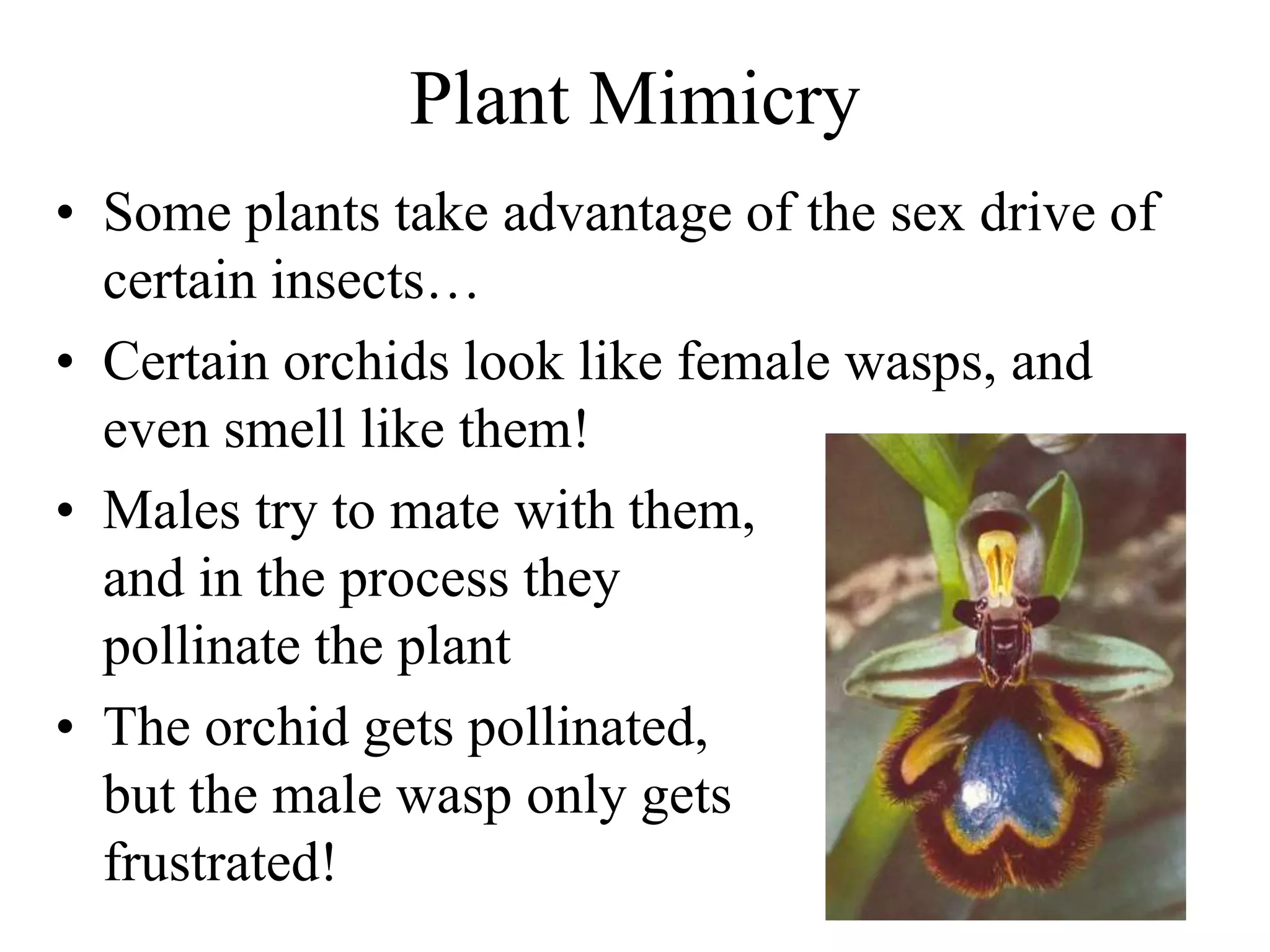 Plant Mimicry
• Some plants take advantage of the sex drive of
certain insects…
• Certain orchids look like female wasps, and
even smell like them!
• Males try to mate with them,
and in the process they
pollinate the plant
• The orchid gets pollinated,
but the male wasp only gets
frustrated!
 