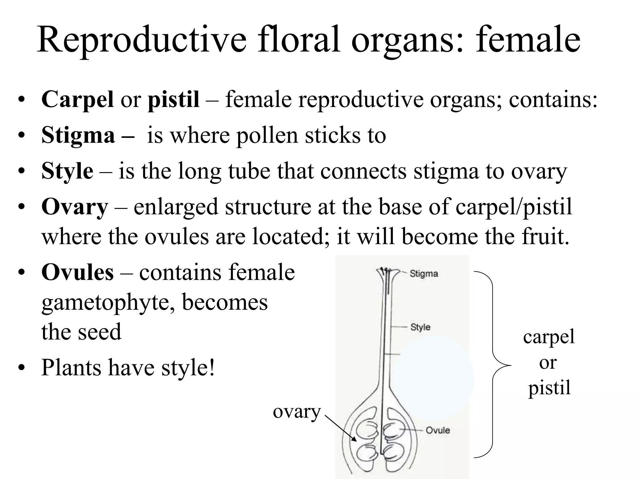 Reproductive floral organs: female
• Carpel or pistil – female reproductive organs; contains:
• Stigma – is where pollen sticks to
• Style – is the long tube that connects stigma to ovary
• Ovary – enlarged structure at the base of carpel/pistil
where the ovules are located; it will become the fruit.
• Ovules – contains female
gametophyte, becomes
the seed
• Plants have style!
carpel
or
pistil
ovary
 