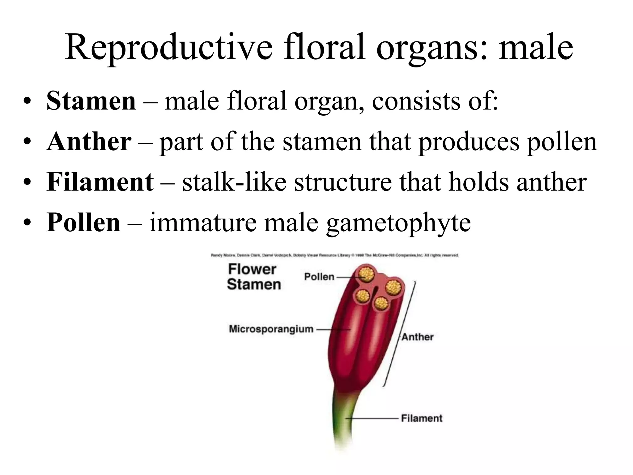 Reproductive floral organs: male
• Stamen – male floral organ, consists of:
• Anther – part of the stamen that produces pollen
• Filament – stalk-like structure that holds anther
• Pollen – immature male gametophyte
 