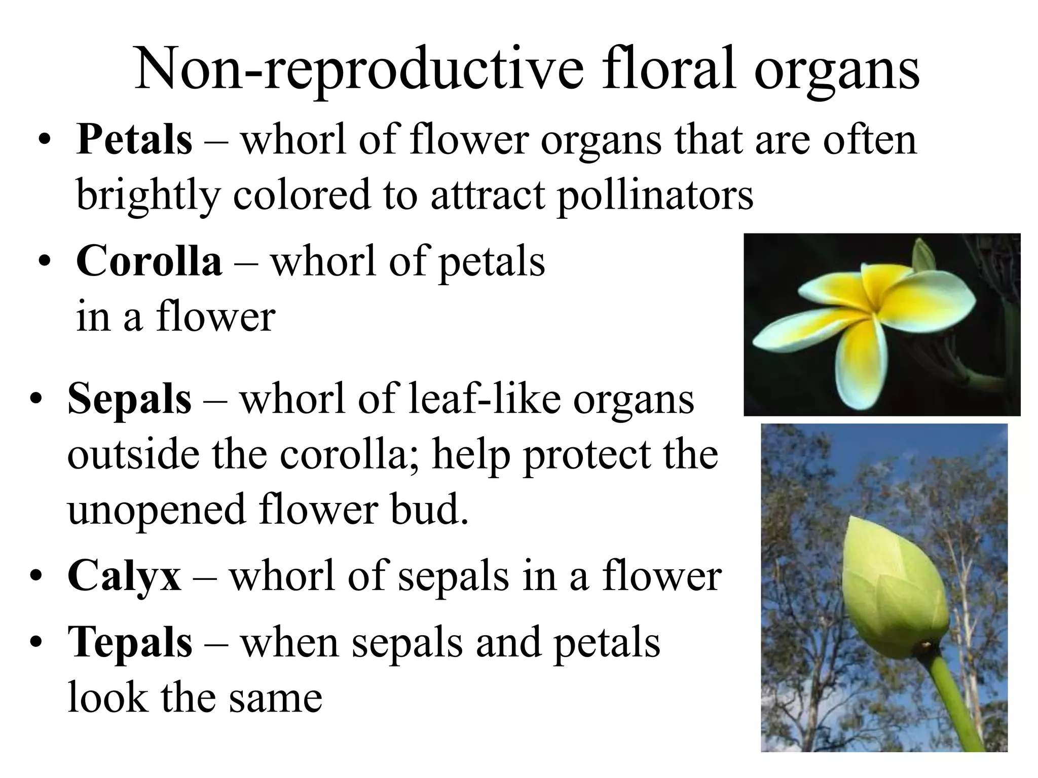 Non-reproductive floral organs
• Petals – whorl of flower organs that are often
brightly colored to attract pollinators
• Corolla – whorl of petals
in a flower
• Sepals – whorl of leaf-like organs
outside the corolla; help protect the
unopened flower bud.
• Calyx – whorl of sepals in a flower
• Tepals – when sepals and petals
look the same
 