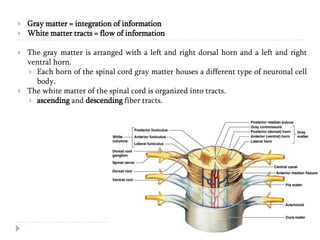  Gray matter = integration of information
 White matter tracts = flow of information
 The gray matter is arranged with a left and right dorsal horn and a left and right
ventral horn.
 Each horn of the spinal cord gray matter houses a different type of neuronal cell
body.
 The white matter of the spinal cord is organized into tracts.
 ascending and descending fiber tracts.
 