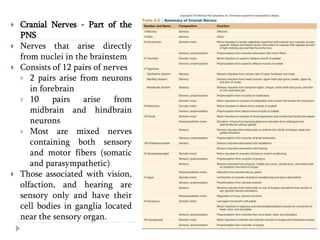  Cranial Nerves - Part of the
PNS
 Nerves that arise directly
from nuclei in the brainstem
 Consists of 12 pairs of nerves
 2 pairs arise from neurons
in forebrain
 10 pairs arise from
midbrain and hindbrain
neurons
 Most are mixed nerves
containing both sensory
and motor fibers (somatic
and parasympathetic)
 Those associated with vision,
olfaction, and hearing are
sensory only and have their
cell bodies in ganglia located
near the sensory organ.
 