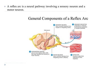  A reflex arc is a neural pathway involving a sensory neuron and a
motor neuron.
 