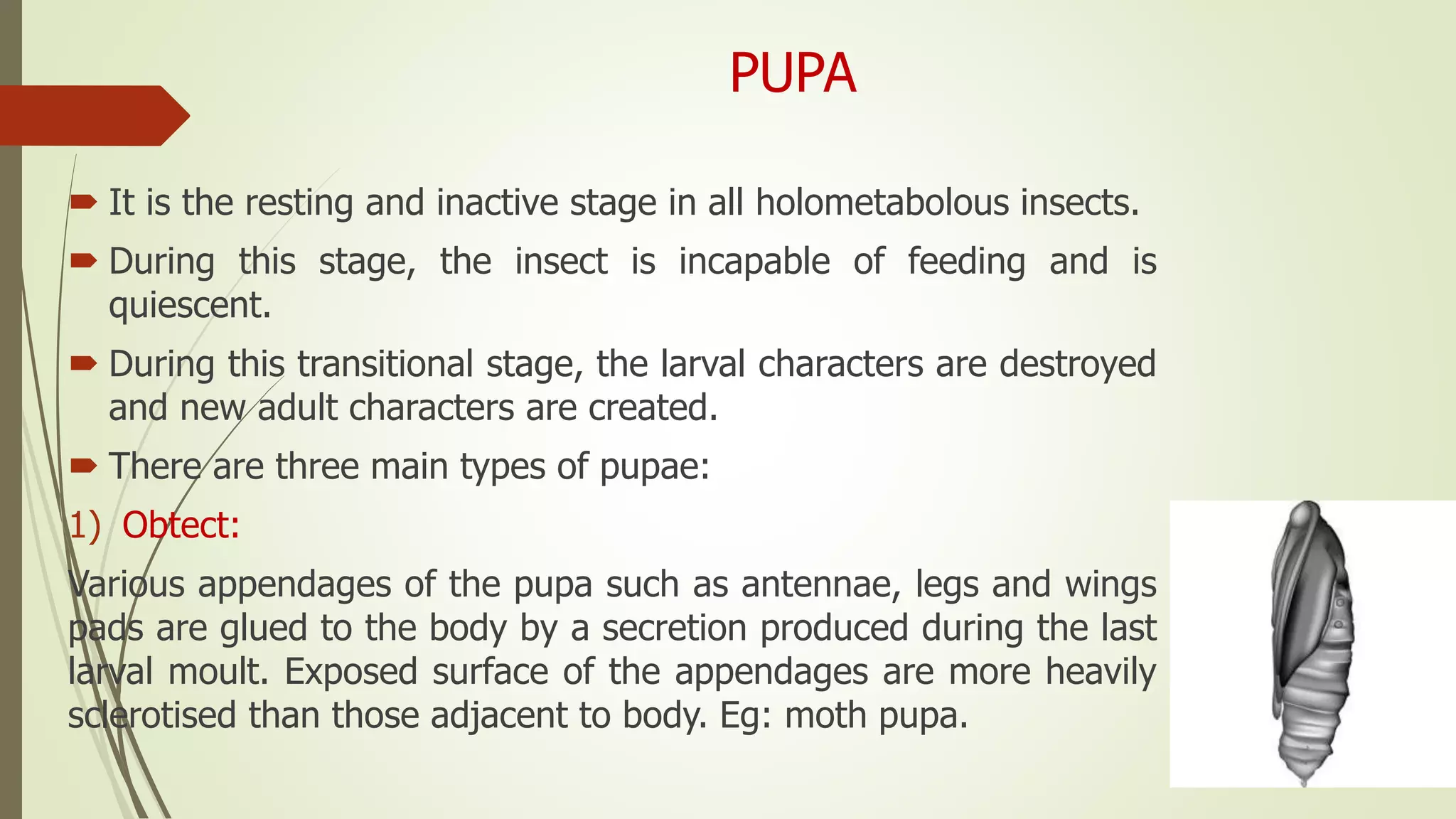 PUPA
 It is the resting and inactive stage in all holometabolous insects.
 During this stage, the insect is incapable of feeding and is
quiescent.
 During this transitional stage, the larval characters are destroyed
and new adult characters are created.
 There are three main types of pupae:
1) Obtect:
Various appendages of the pupa such as antennae, legs and wings
pads are glued to the body by a secretion produced during the last
larval moult. Exposed surface of the appendages are more heavily
sclerotised than those adjacent to body. Eg: moth pupa.
 