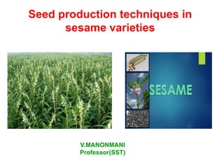 Seed production techniques in
sesame varieties
V.MANONMANI
Professor(SST)
 