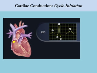 Cardiac Conduction: Cycle Initiation
 