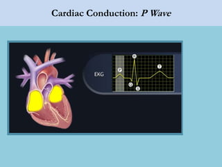 Cardiac Conduction: P Wave
 