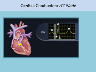 Cardiac Conduction: AV Node
 