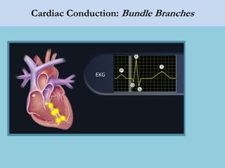 Cardiac Conduction: Bundle Branches
 