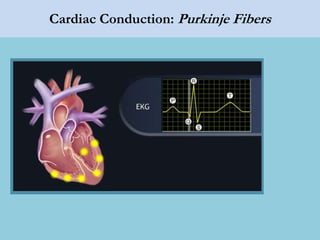 Cardiac Conduction: Purkinje Fibers
 