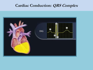 Cardiac Conduction: QRS Complex
 