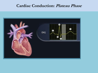 Cardiac Conduction: Plateau Phase
 