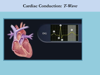 Cardiac Conduction: T-Wave
 