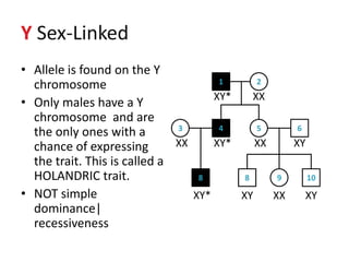 Lec14 Pedigree Analysis Exercise | PPTX