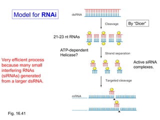 Rnai Model POST TRANSCRIBING GENE SILENCING CONCEPT AND IMPORTANCE | PPT
