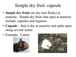 Lec_Seeds_and_FruitSeeds_aSeeds_and_Fruitnd_Fruit.ppt