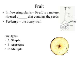 Lec_Seeds_and_FruitSeeds_aSeeds_and_Fruitnd_Fruit.ppt