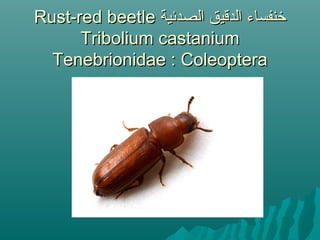 ‫الصدئية‬ ‫الدقيق‬ ‫خنفساء‬‫الصدئية‬ ‫الدقيق‬ ‫خنفساء‬Rust-red beetleRust-red beetle
Tribolium castaniumTribolium castanium
Tenebrionidae : ColeopteraTenebrionidae : Coleoptera
 