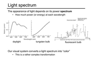 Light spectrum
The appearance of light depends on its power spectrum
• How much power (or energy) at each wavelength
daylight tungsten bulb
Our visual system converts a light spectrum into “color”
• This is a rather complex transformation
fluorescent bulb
 