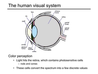 The human visual system
Color perception
• Light hits the retina, which contains photosensitive cells
– rods and cones
• These cells convert the spectrum into a few discrete values
 