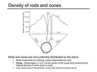 Density of rods and cones
Rods and cones are non-uniformly distributed on the retina
• Rods responsible for intensity, cones responsible for color
• Fovea - Small region (1 or 2°) at the center of the visual field containing the
highest density of cones (and no rods).
• Less visual acuity in the periphery—many rods wired to the same neuron
 