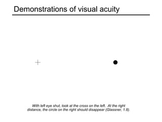 Demonstrations of visual acuity
With left eye shut, look at the cross on the left. At the right
distance, the circle on the right should disappear (Glassner, 1.8).
 