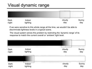 Visual dynamic range
Dark
night
Indoor
lighting
cloudy
day
Sunny
day
If we were sensitive to this whole range all the time, we wouldn’t be able to
discriminate lightness levels in a typical scene.
The visual system solves this problem by restricting the ‘dynamic range’ of its
response to match the current overall or ‘ambient’ light level.
Dark
night
Indoor
lighting
cloudy
day
Sunny
day
Dark
night
Indoor
lighting
cloudy
day
Sunny
day
 