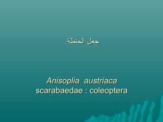 ‫الحنطة‬ ‫جعل‬‫الحنطة‬ ‫جعل‬
Anisoplia austriacaAnisoplia austriaca
scarabaedae : coleopterascarabaedae : coleoptera
 