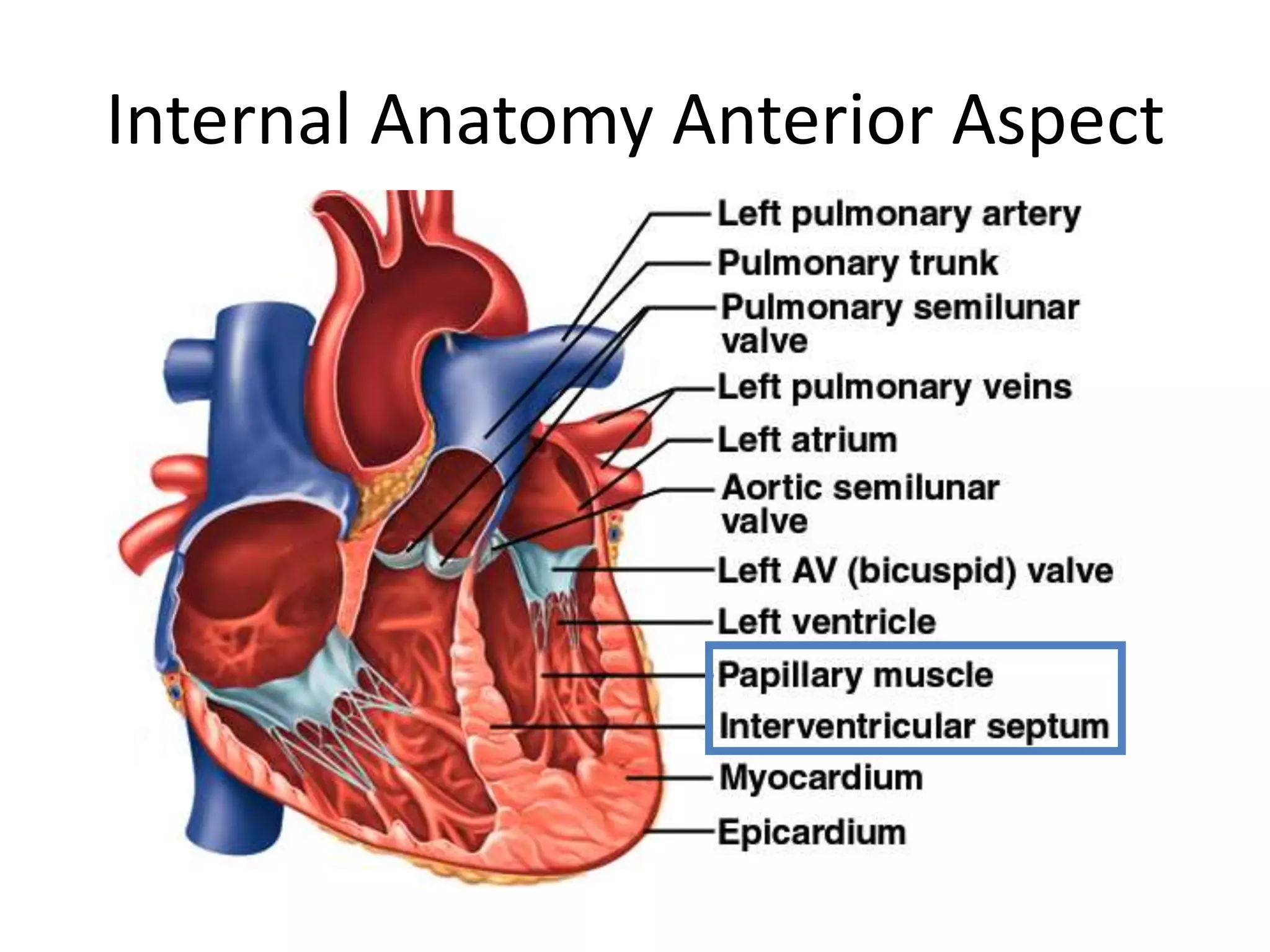 Internal Anatomy Anterior Aspect