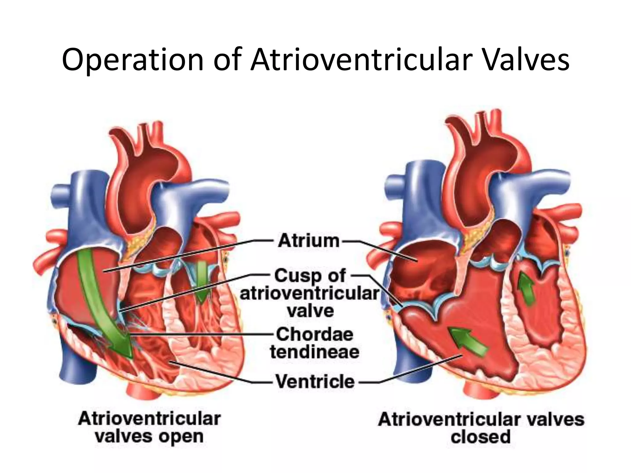 Operation of Atrioventricular Valves