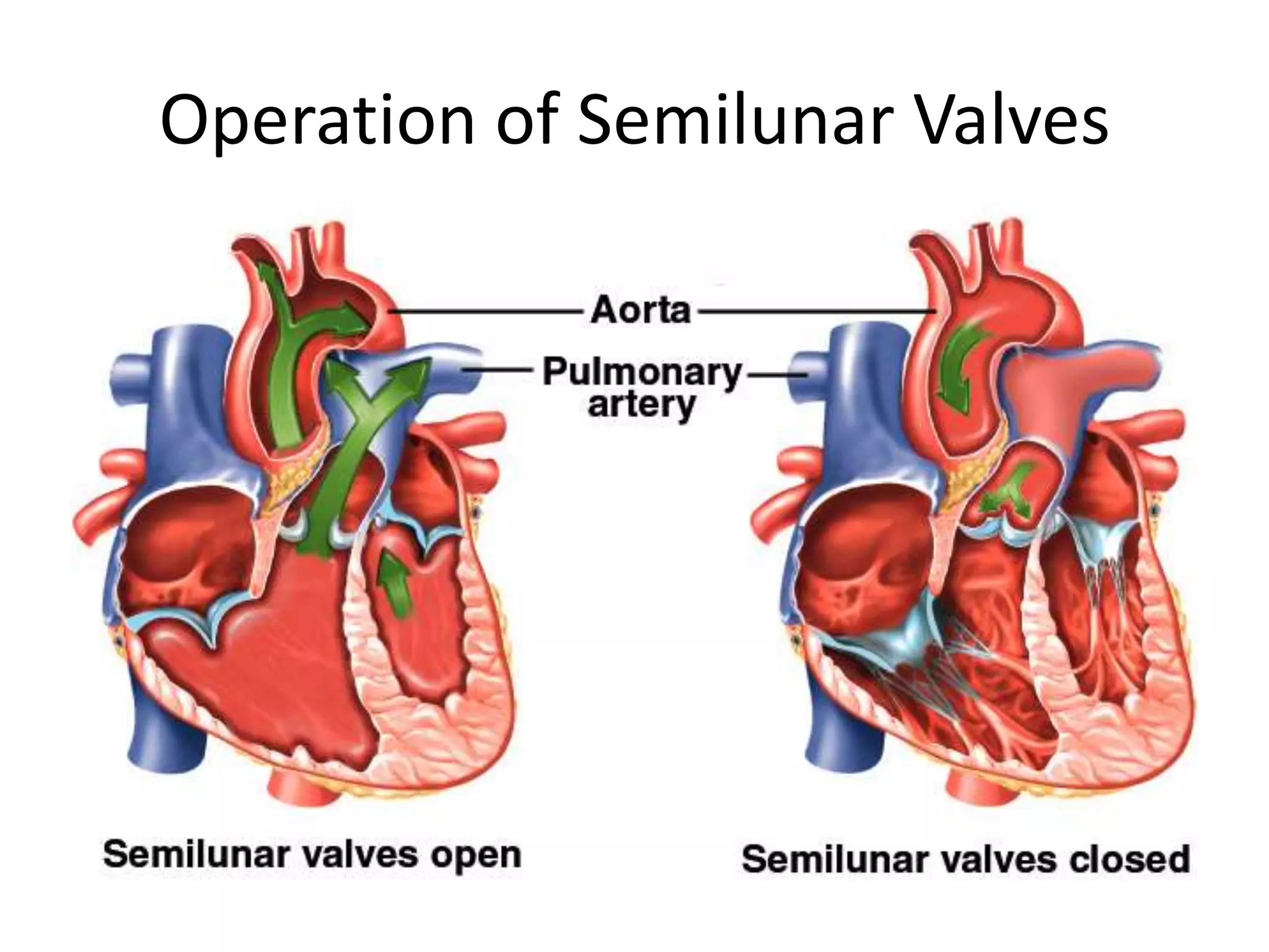Operation of Semilunar Valves