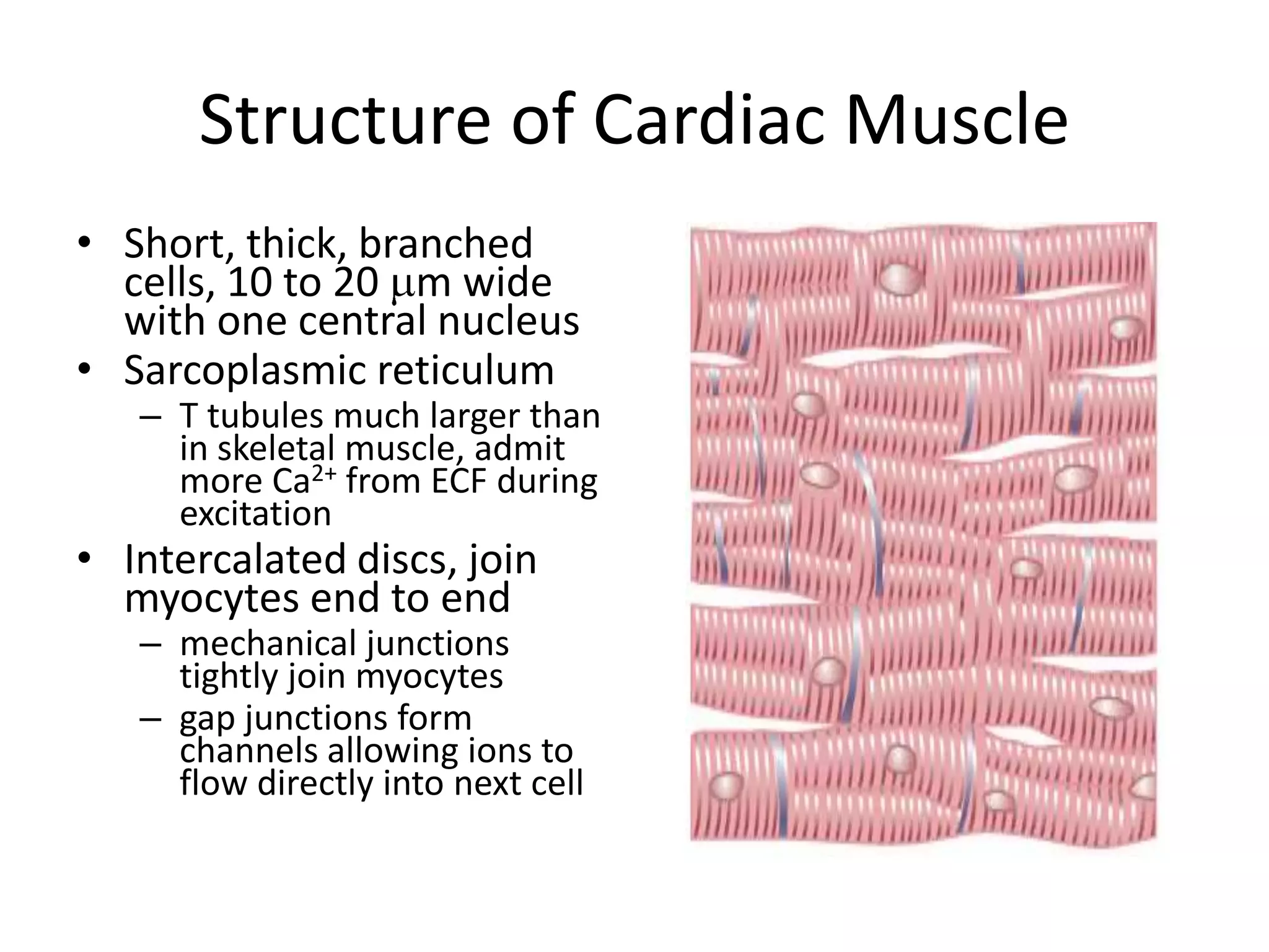 Short, thick, branched cells, 10 to 20 m wide with one central nucleusSarcoplasmic reticulum T tubules much larger than in skeletal muscle, admit more Ca2+ from ECF during excitationIntercalated discs, join myocytes end to endmechanical junctions tightly join myocytesgap junctions form channels allowing ions to flow directly into next cell Structure of Cardiac Muscle