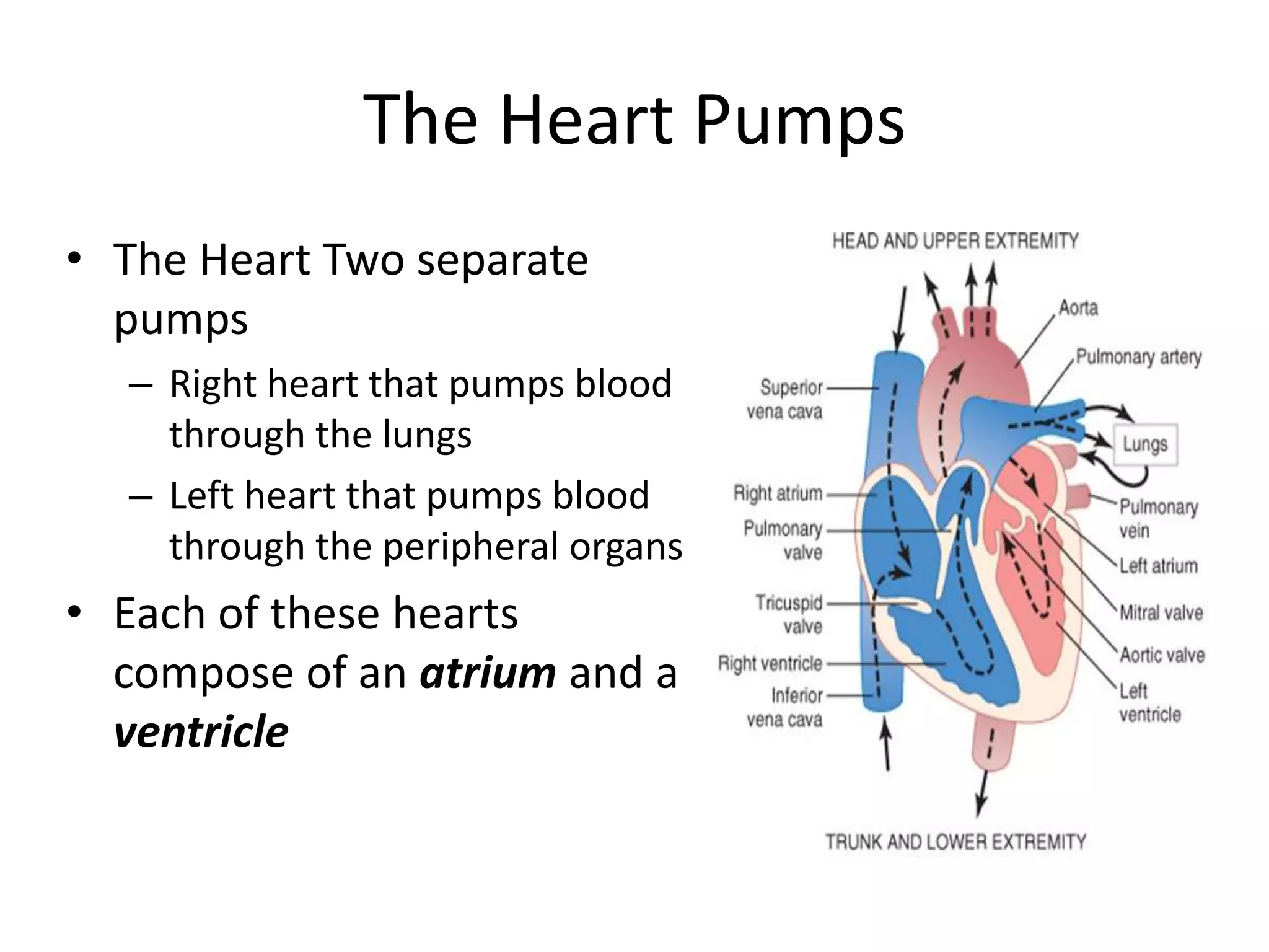 The Heart PumpsThe Heart Two separate pumpsRight heart that pumps blood through the lungsLeft heart that pumps blood through the peripheral organsEach of these hearts compose of an atrium and a ventricle