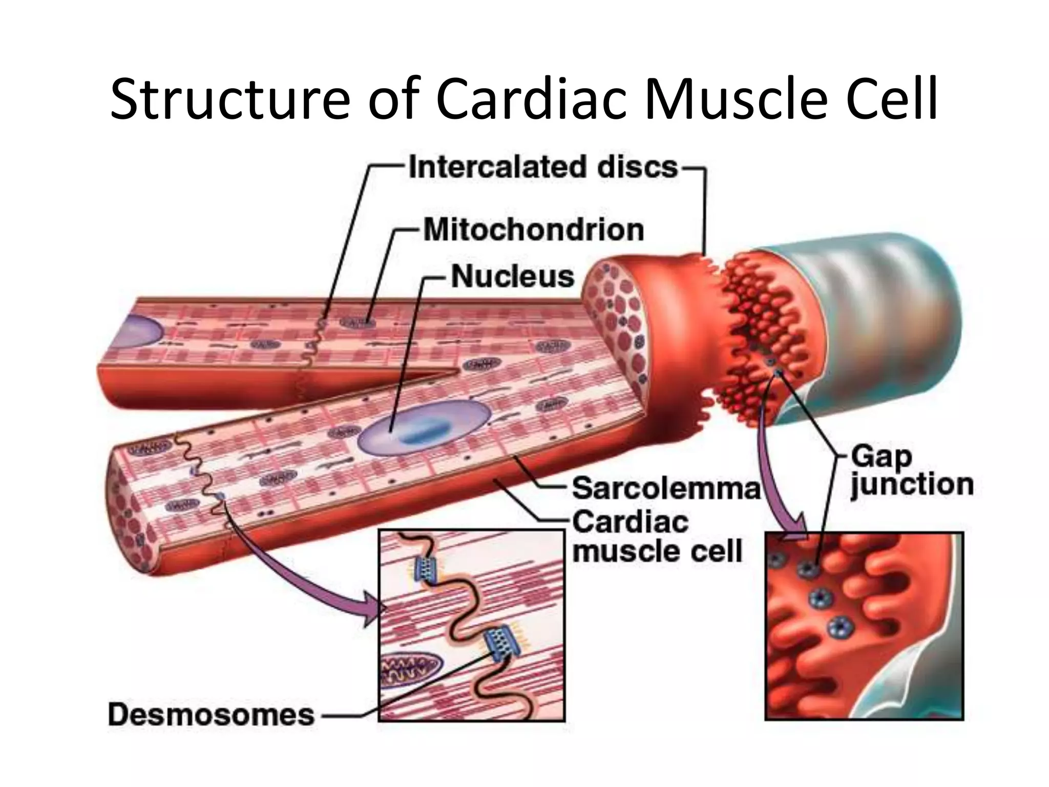 Structure of Cardiac Muscle Cell