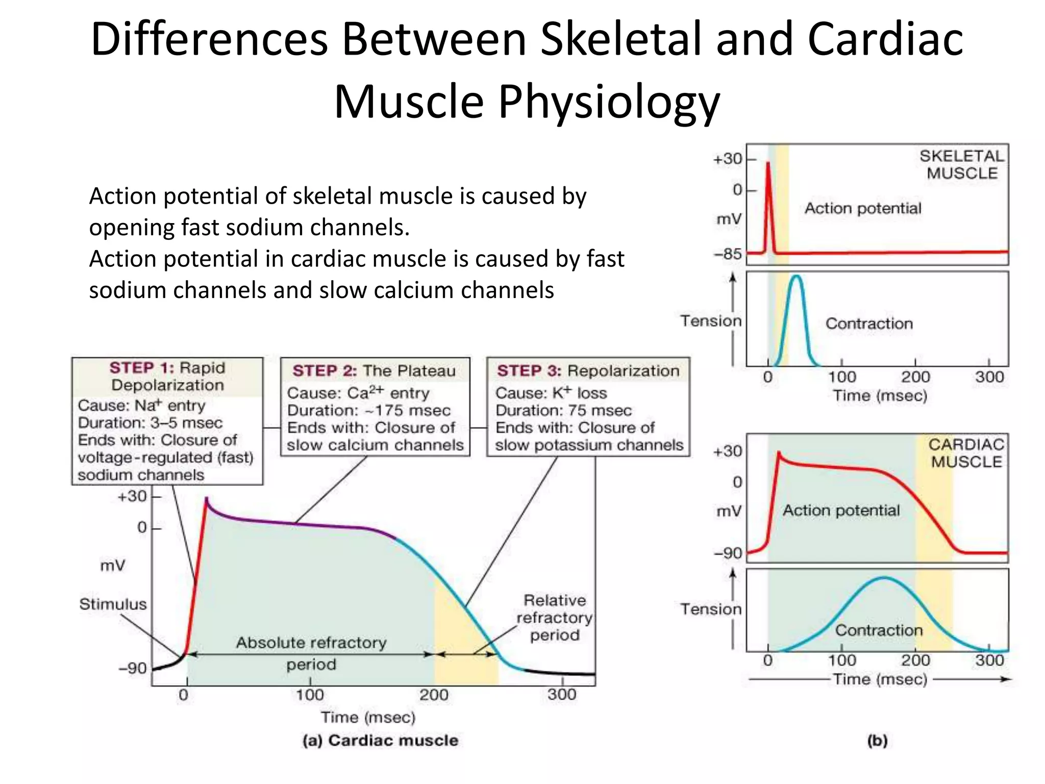 Differences Between Skeletal and Cardiac Muscle PhysiologyAction potential of skeletal muscle is caused by opening fast sodium channels. Action potential in cardiac muscle is caused by fast sodium channels and slow calcium channels