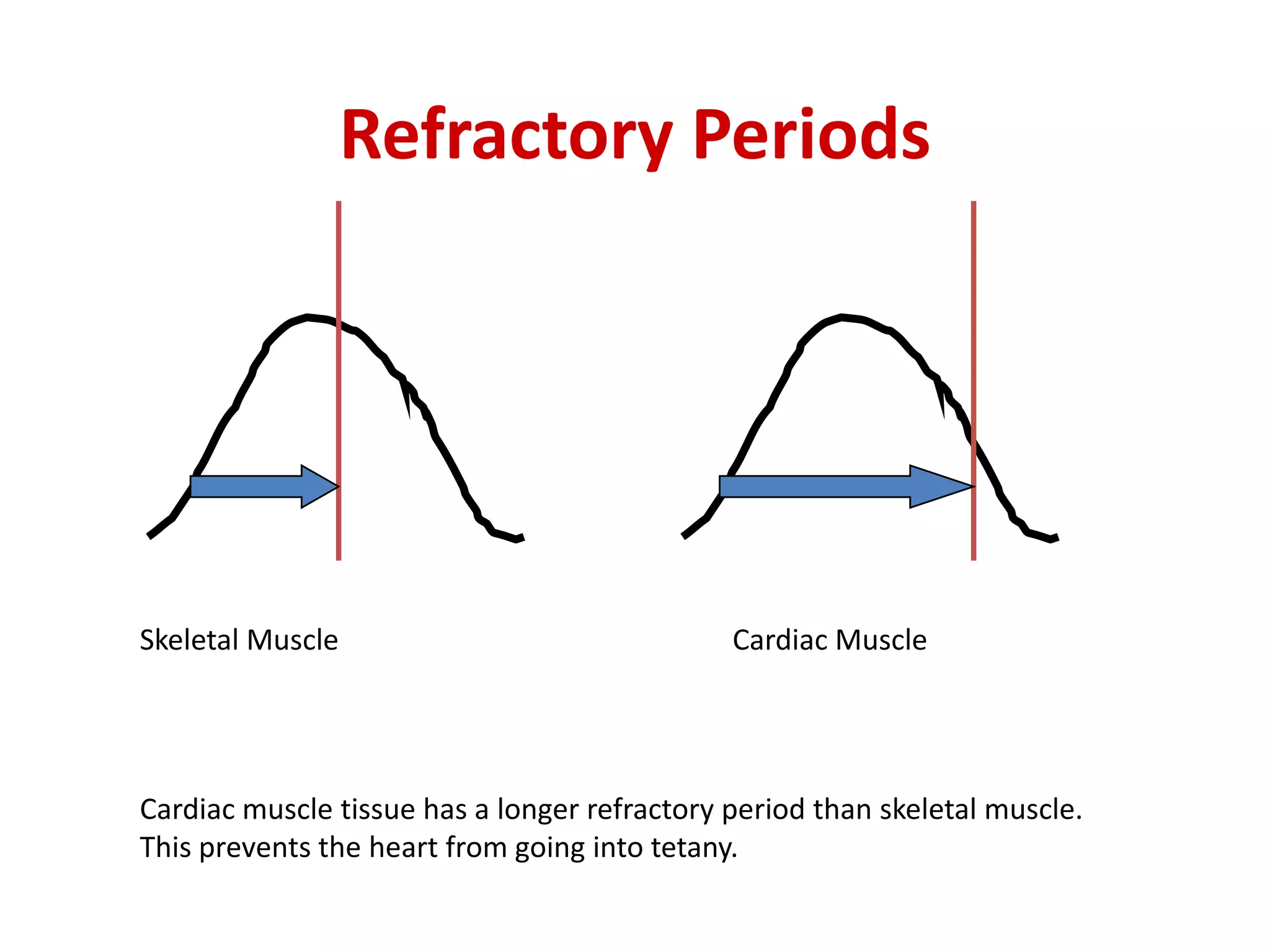 Refractory PeriodsSkeletal MuscleCardiac MuscleCardiac muscle tissue has a longer refractory period than skeletal muscle.  This prevents the heart from going into tetany.