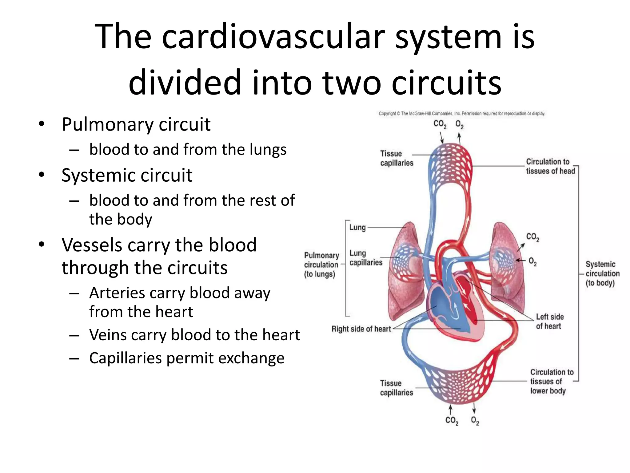 Pulmonary circuit blood to and from the lungsSystemic circuit blood to and from the rest of the bodyVessels carry the blood through the circuitsArteries carry blood away from the heartVeins carry blood to the heartCapillaries permit exchange The cardiovascular system is divided into two circuits