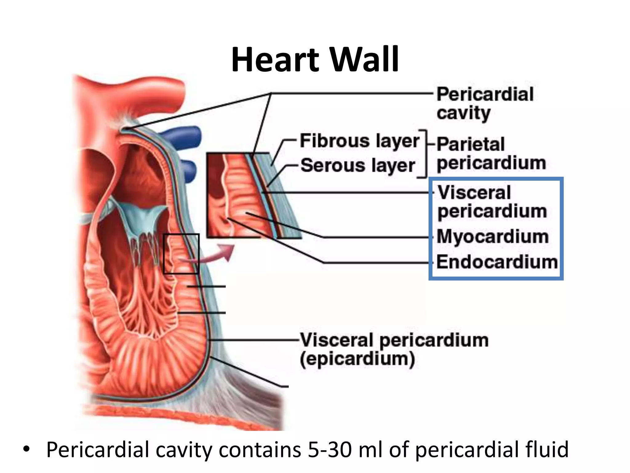 Heart WallPericardial cavity contains 5-30 ml of pericardial fluid