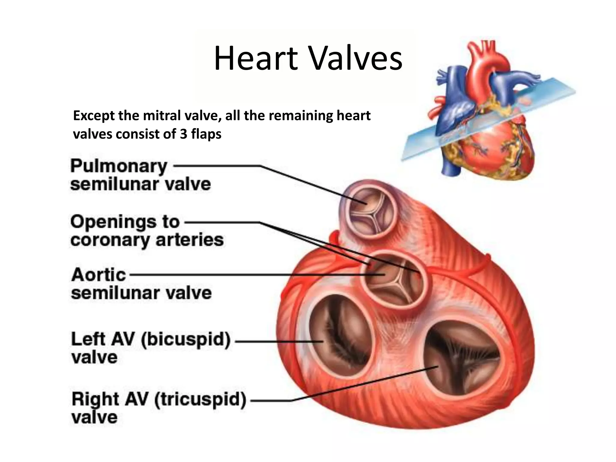 Heart ValvesExcept the mitral valve, all the remaining heart valves consist of 3 flaps