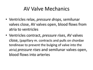 AV Valve MechanicsVentricles relax, pressure drops, semilunar valves close, AV valves open, blood flows from atria to ventriclesVentricles contract, pressure rises, AV valves close, (papillary m. contracts and pulls on chordae tendineae to prevent the bulging of valve into the atria) pressure rises and semilunar valves open, blood flows into arteries