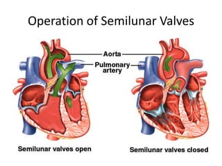 Operation of Semilunar Valves