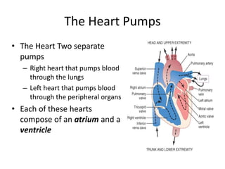 The Heart PumpsThe Heart Two separate pumpsRight heart that pumps blood through the lungsLeft heart that pumps blood through the peripheral organsEach of these hearts compose of an atrium and a ventricle