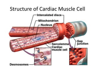 Structure of Cardiac Muscle Cell