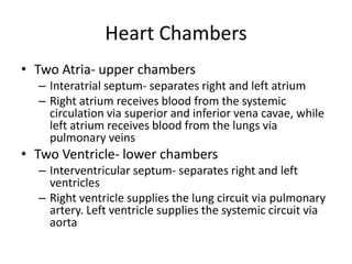 Heart ChambersTwo Atria- upper chambersInteratrialseptum- separates right and left atriumRight atrium receives blood from the systemic circulation via superior and inferior vena cavae, while left atrium receives blood from the lungs via pulmonary veinsTwo Ventricle- lower chambersInterventricular septum- separates right and left ventriclesRight ventricle supplies the lung circuit via pulmonary artery. Left ventricle supplies the systemic circuit via aorta